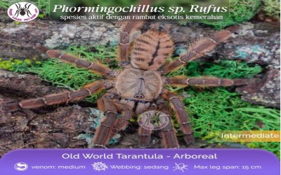 phormingochillus sp. rufus sling tarantula